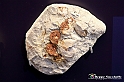 VBS_9055 - Museo Paleontologico - Asti
